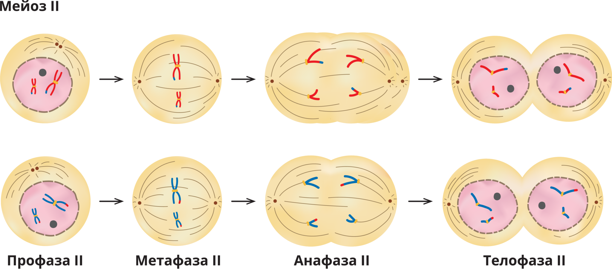 Фаза деления - профаза 1. Стадии профазы 1 деления мейоза. Первое деление мейоза набор хромосом. Интерфаза мейоза 2. Мейоз в зародышевых клетках