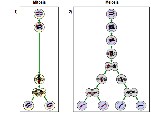 Задания егэ биология митоз мейоз. Схема митоза и мейоза. Митоз схема ЕГЭ. Сравнение митоза и мейоза схема. Митоз и мейоз кратко и понятно схема.