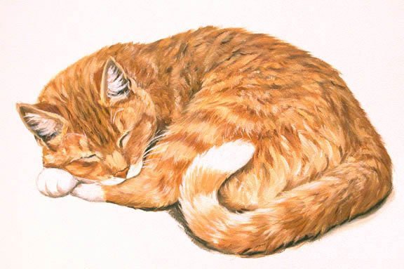 Кот лежит клубком