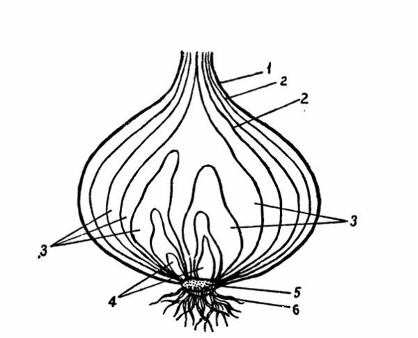 Строение луковицы репчатого лука
