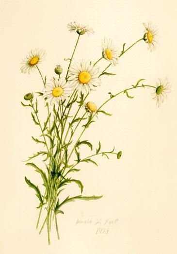 Нивяник обыкновенный Ботанический атлас