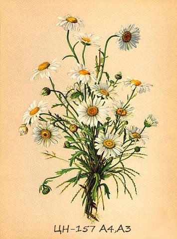 Matricaria Chamomilla Ботанический рисунок