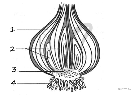 Строение луковицы без подписей