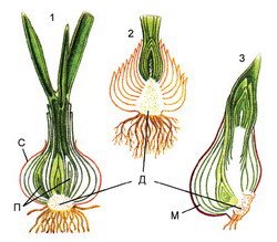 Биология луковица репчатого лука