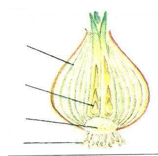 Строение луковицы репчатого лука