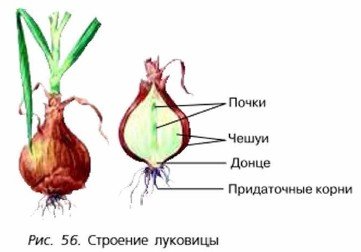 Строение луковицы гладиолуса