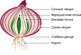 Луковица подземный побег строение