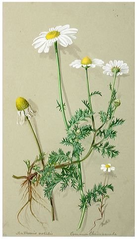 Ромашка лекарственная Горная