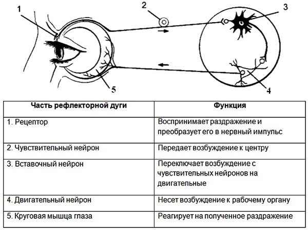 Врожденные безусловные рефлексы новорожденных