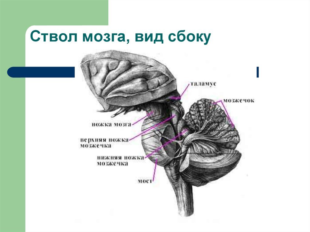 Средние ножки мозжечка. Задний мозг анатомия ствола. Головной мозг ствол мозга продолговатый мозг строение. Ствол головного мозга задний мозг. Отделы ствола мозга анатомия.