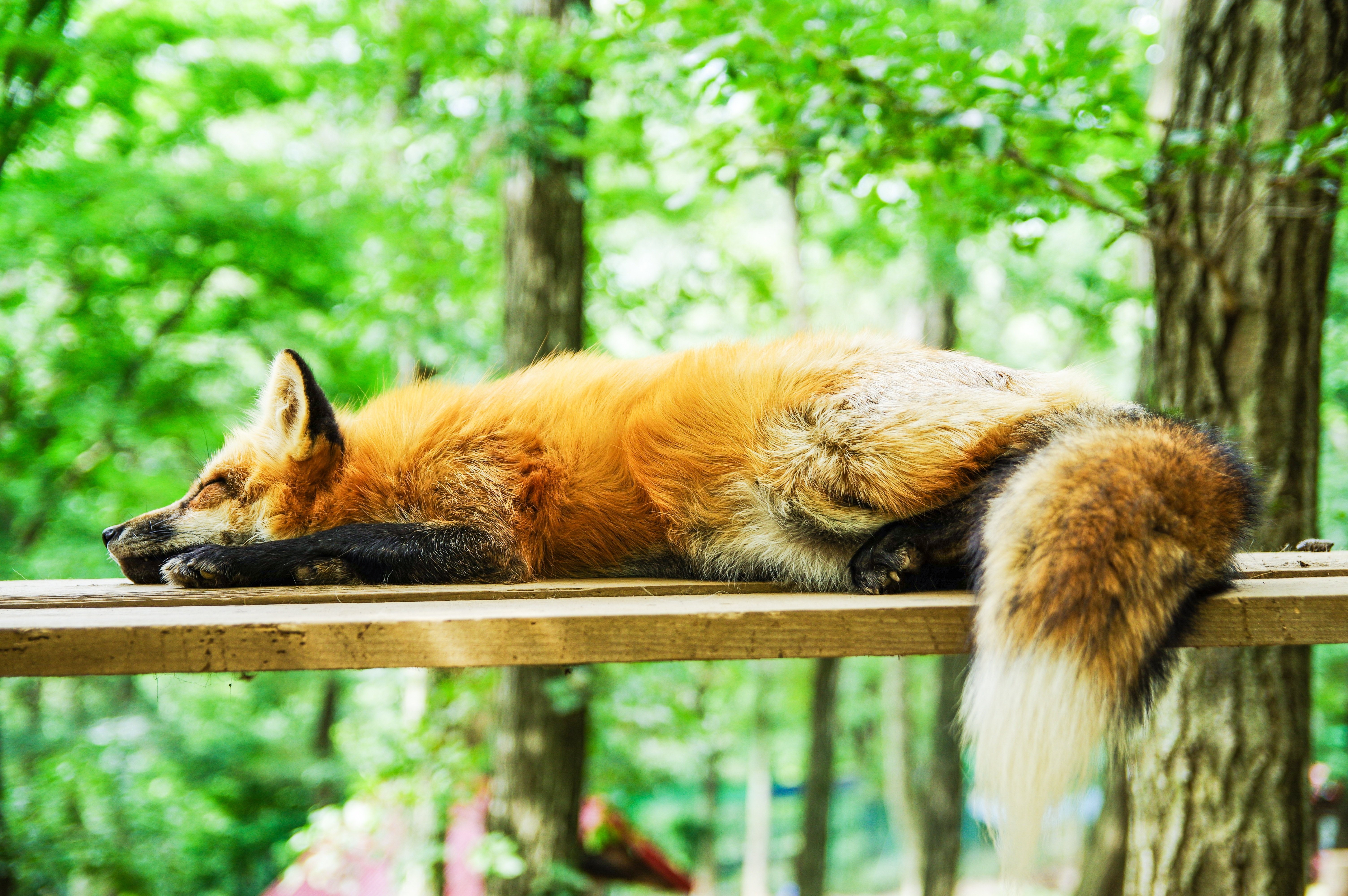 Рыжая лиса во сне. Лиса. Лисица лежит. Лис лежит. Лиса на дереве.