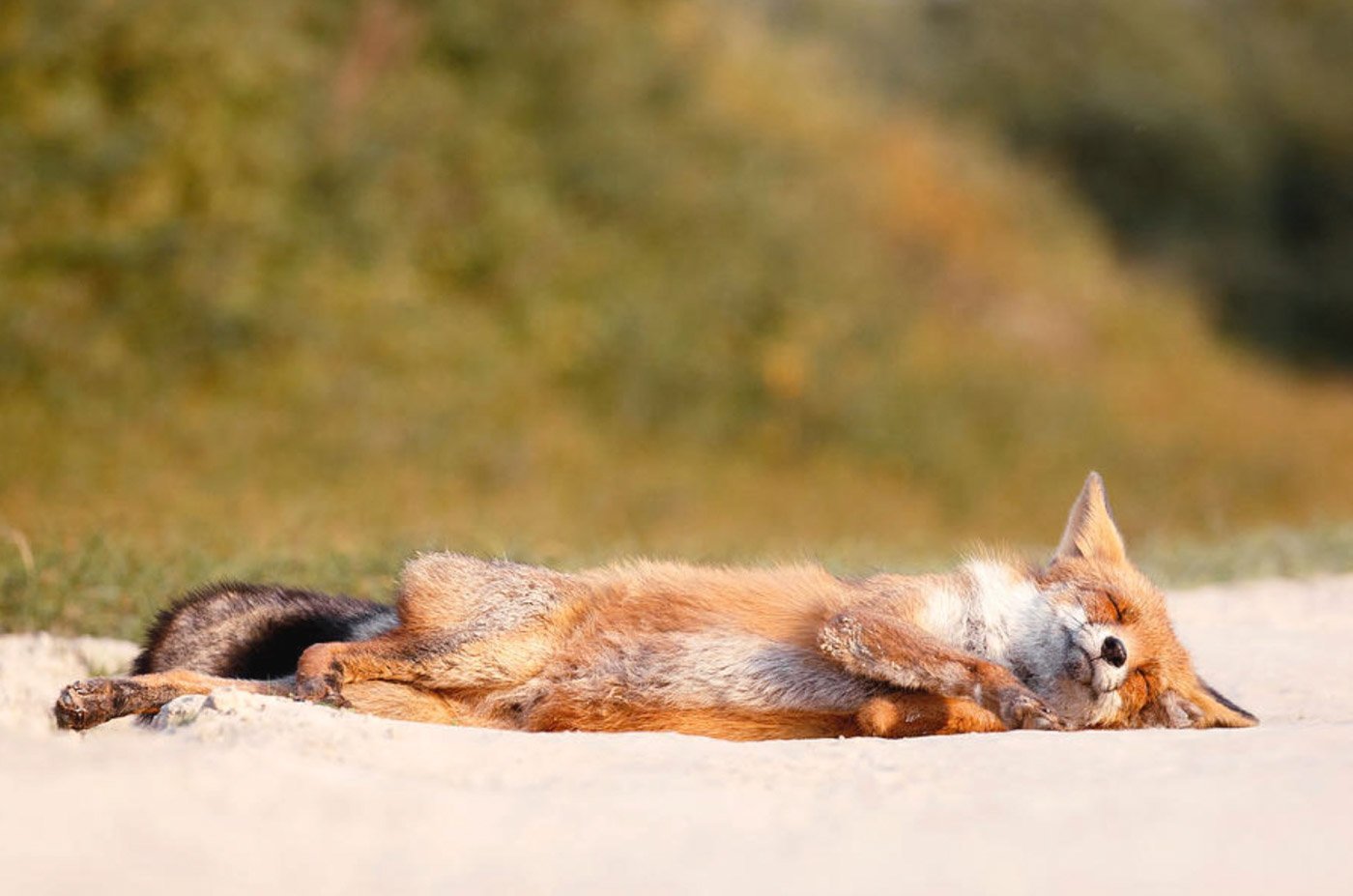 Lazy fox. Уставшая лиса. Ленивая лиса. Лисенок устал. Испуганная лисица.