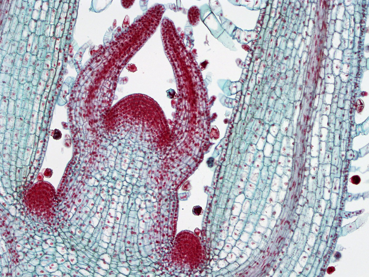 Меристематические ткани растений. Апикальная меристема корня микроскоп. Образовательные ткани конус нарастания побега. Верхушечная апикальная меристема. Меристема микрофотография.