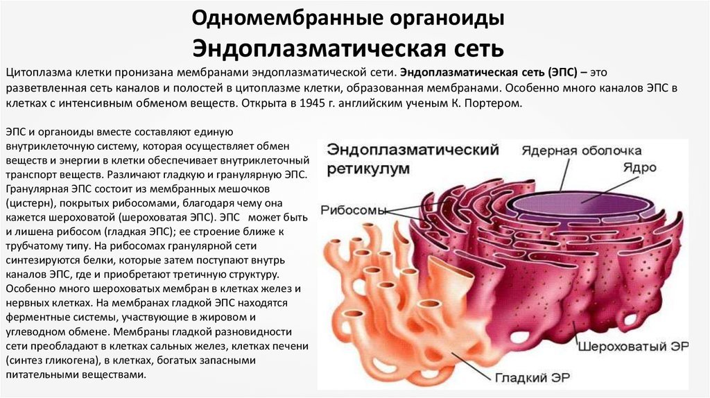 Шероховатая эпс синтез белков. Гладкая эндоплазматическая сеть органоид. Одномембранные органоиды клетки эндоплазматическая сеть. Строение ЭПС клетки. ЭПС строение органоида.