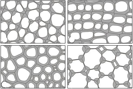 Паренхима и колленхима