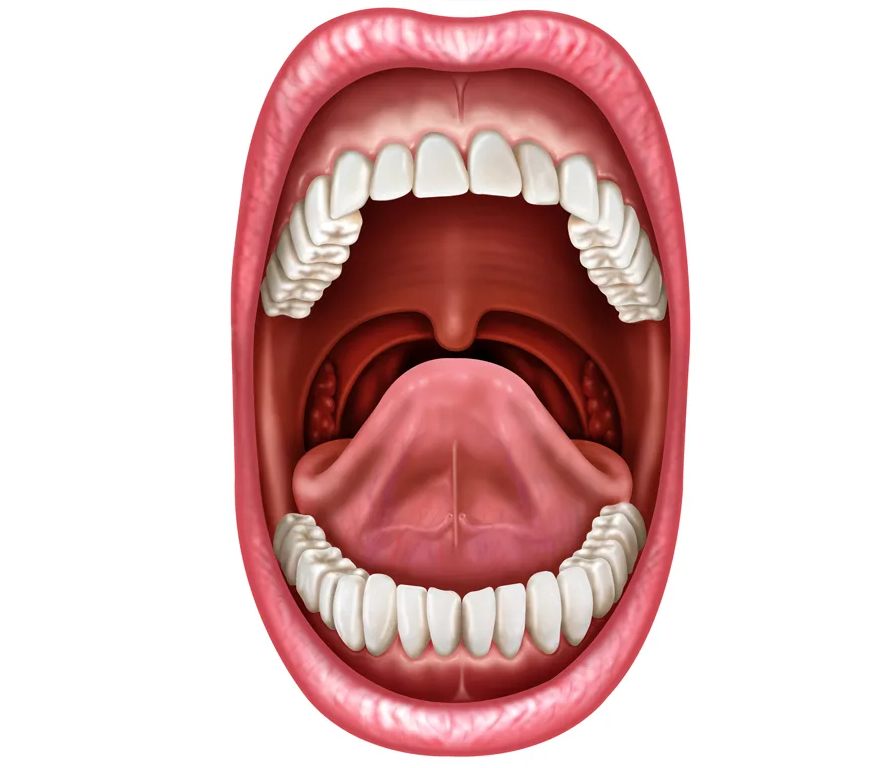 Составляющие полости рта