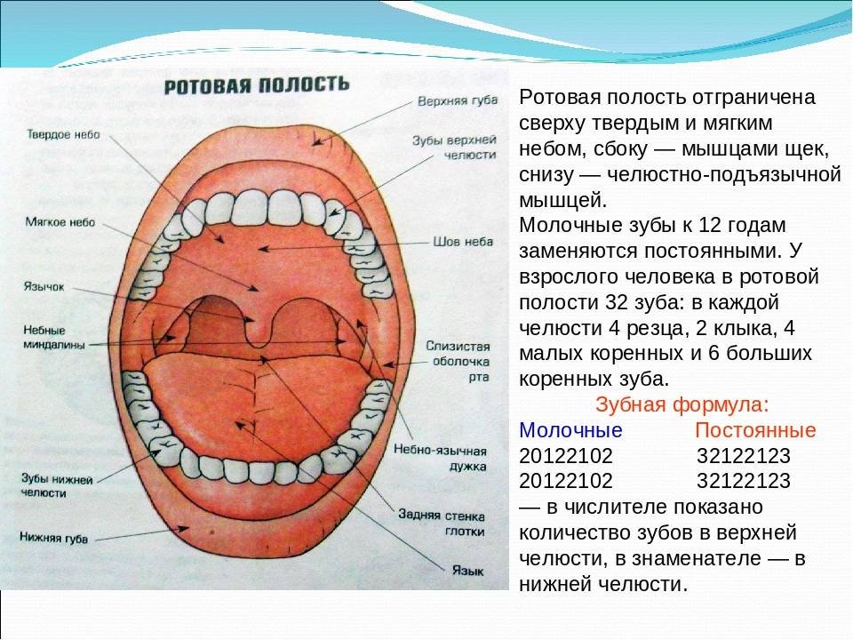 Границы полости рта. Строение ротовой полости человека сбоку. Полость рта анатомия сбоку. Ротовая полость строение и функции.