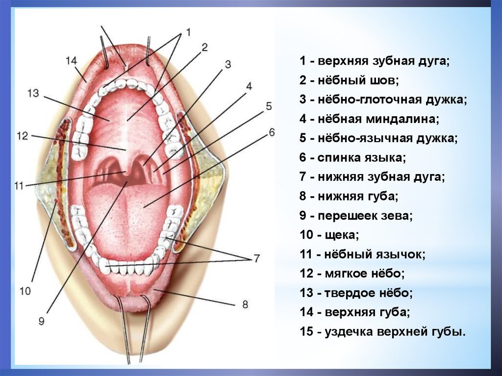 Глотка т. Устройство горла человека. Строение полости гортани. Строение полости глотки гортани. Строение полости рта и глотки анатомия.