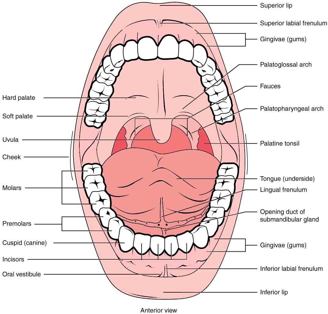 Составляющие полости рта. Анатомия ротовой полости человека стоматология. Ротовая полость строение анатомия. Зубы в ротовой полости человека. Строение ротовой полости и зубов.