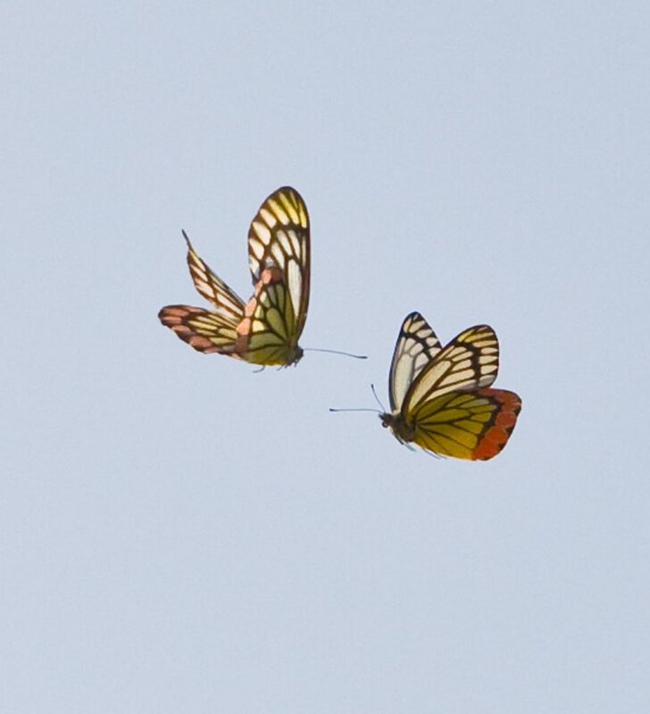 2 летающие бабочки. Бабочка в полете. Бабочки летают. Порхающие бабочки. Полет бабочки.