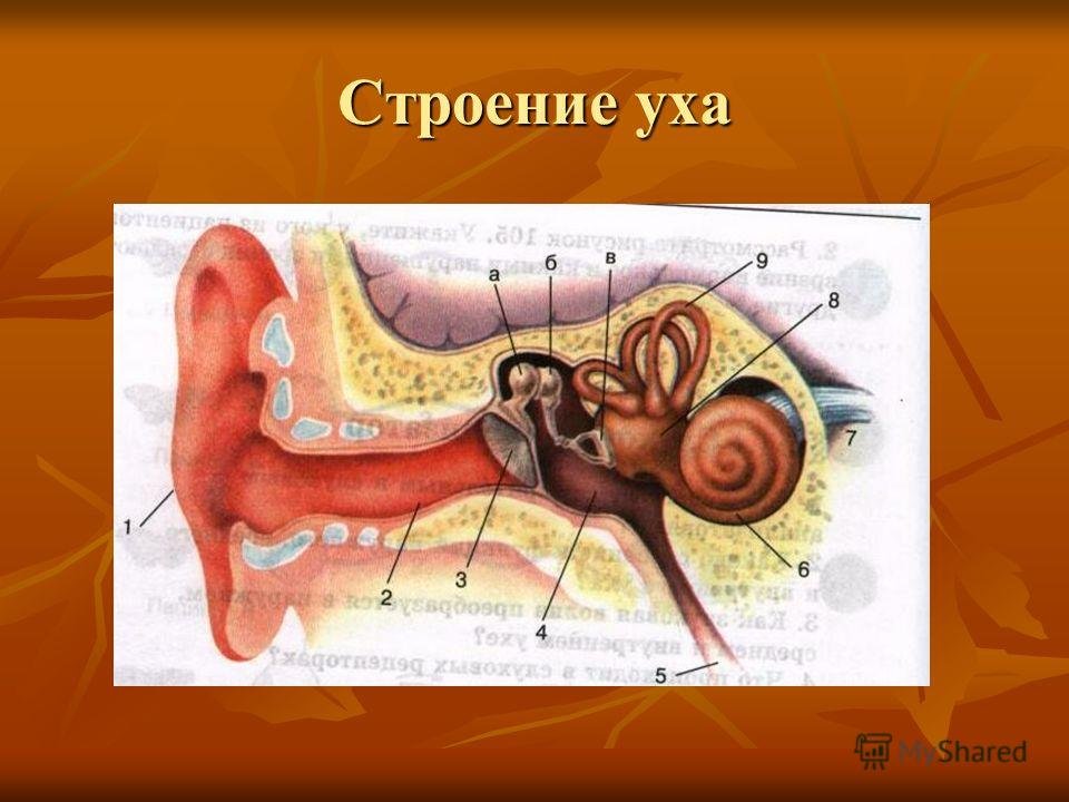 Орган слуха и вестибулярный аппарат. Строение уха рис 139. Строение уха и вестибулярного аппарата. Строение уха биология 8. Строение уха анатомия 8 класс биология.