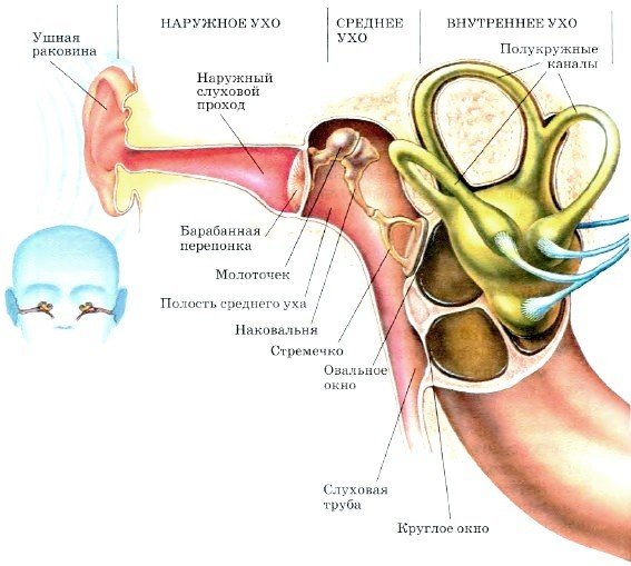 Строение органа слуха 8 класс биология