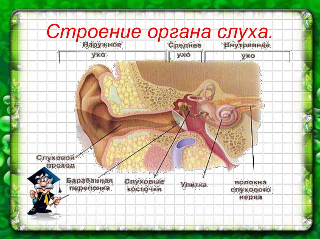 Тест орган слуха 8 класс. Схема строения органа слуха и равновесия. Схема строения органа слуха. Строение органа слуха анатомия. Схема строения уха человека биология 8 класс.