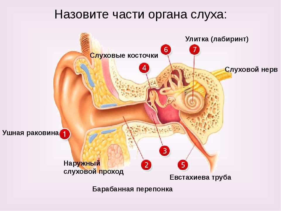Рецепторный орган слуха