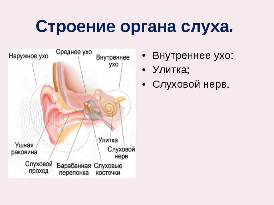 Какое значение органа слуха. Орган слуха анатомия уха строение. Строение внутреннего уха орган слуха. Орган слуха анатомия наружного уха. Строение органа слуха человека.