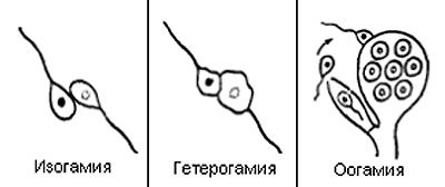 Изогамия гетерогамия