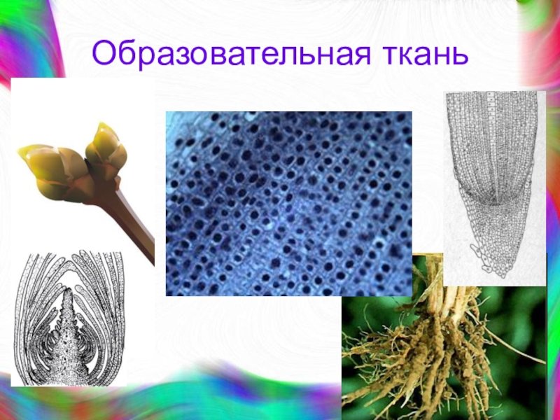 Меристематические ткани растений. Ткани и клетки растений меристема. Меристематическая ткань растений. Раневая меристема. Образовательная ткань растений меристема.