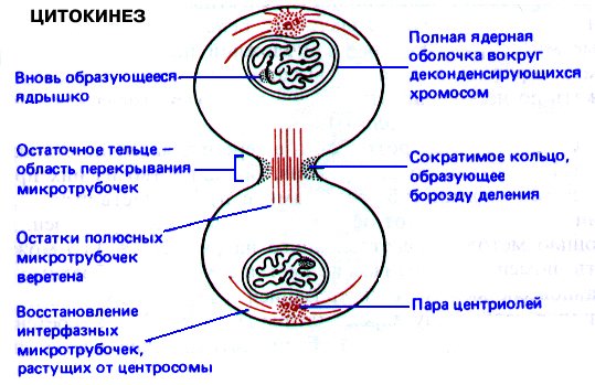Митоз телофаза цитокинез