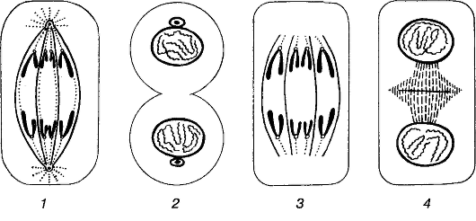 Telophase Mitosis