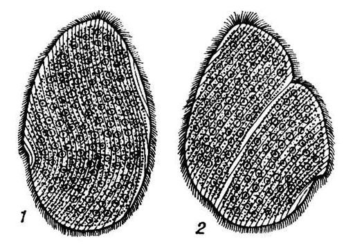 Opalina ranarum опалина Лягушачья