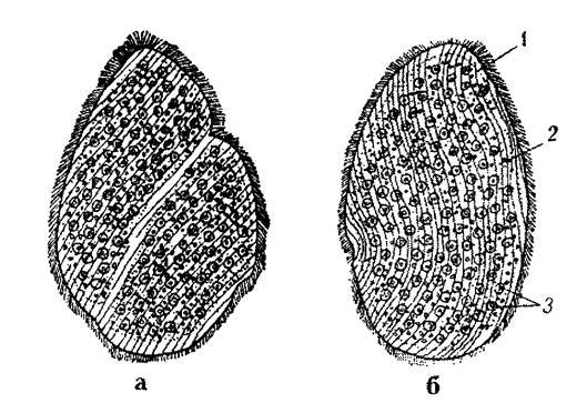 Opalina ranarum