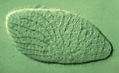 Opalina ranarum