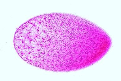 Opalina ranarum жизненный цикл