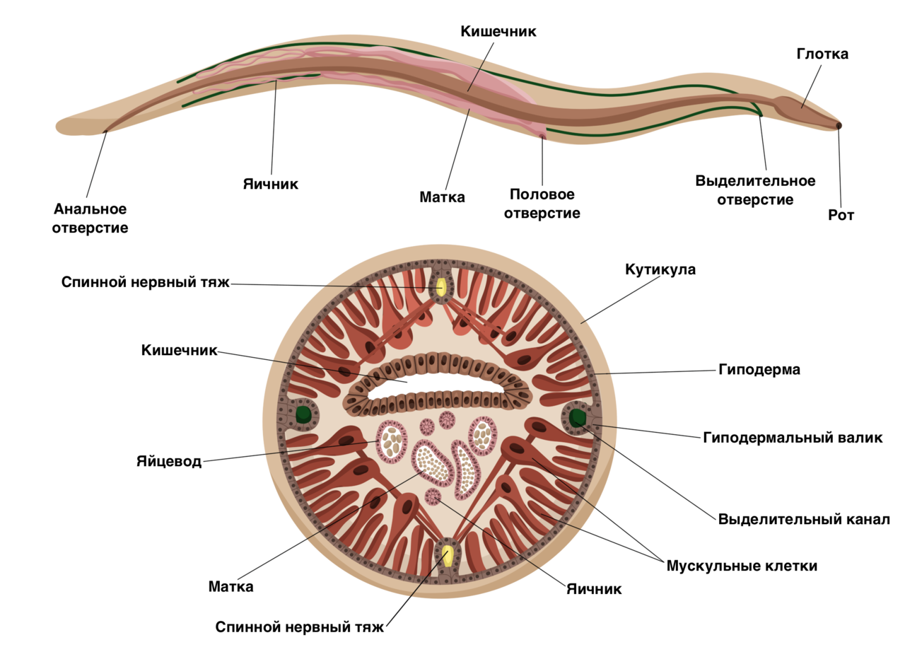 Круглый червь 8. Тип кольчатые черви аскарида. Кожно-мускульный мешок у круглых червей. Круглые черви строение систем. Тип круглые черви строение тела.