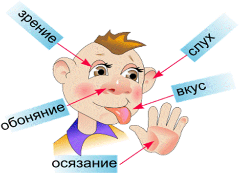 Наши помощники органы чувств