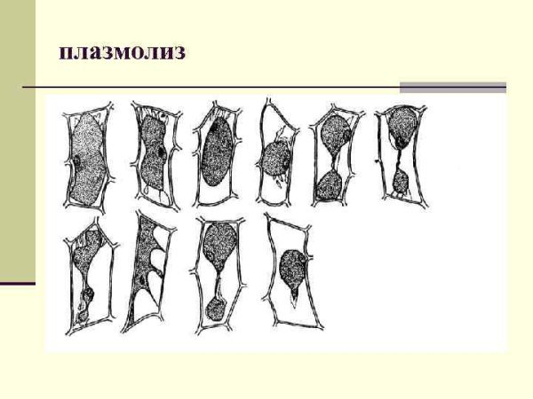 Плазмолиз в клетках кожицы лука