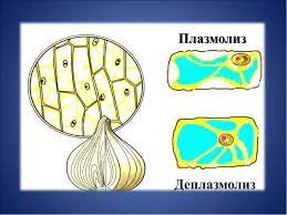 Типы плазмолиза растительной клетки