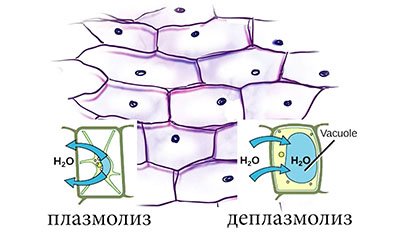 Плазмолиз в клетках лука
