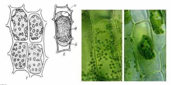 Плазмолиз растительной клетки лука рисунок