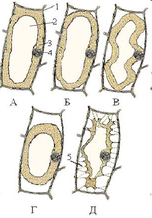 Плазмолиз лука картинки (48 фото)