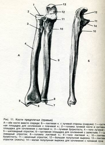 Межкостная мембрана предплечья