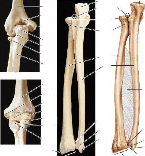 Кости предплечья анатомия строение