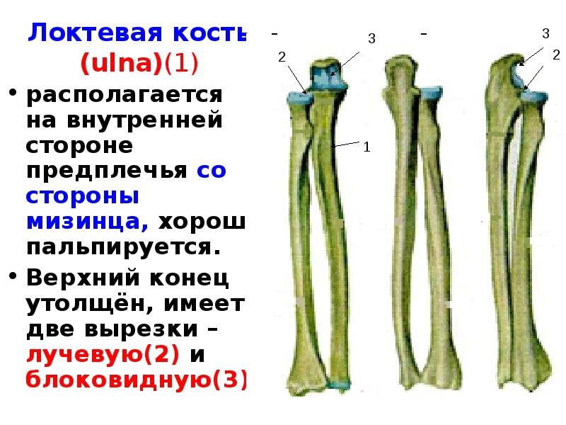 Соединения локтевой кости. Кости предплечья кость анатомия. Локтевая и лучевая кость анатомия человека. Кости предплечья локтевая кость кость анатомия. Предплечье анатомия лучевая кость.