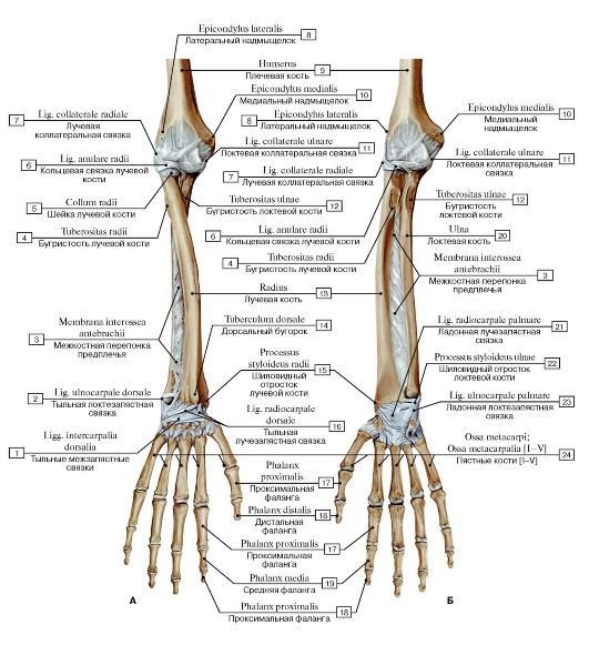 Строение лучевой и локтевой кости