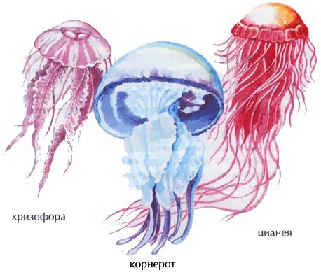 Аурелия корнерот цианея