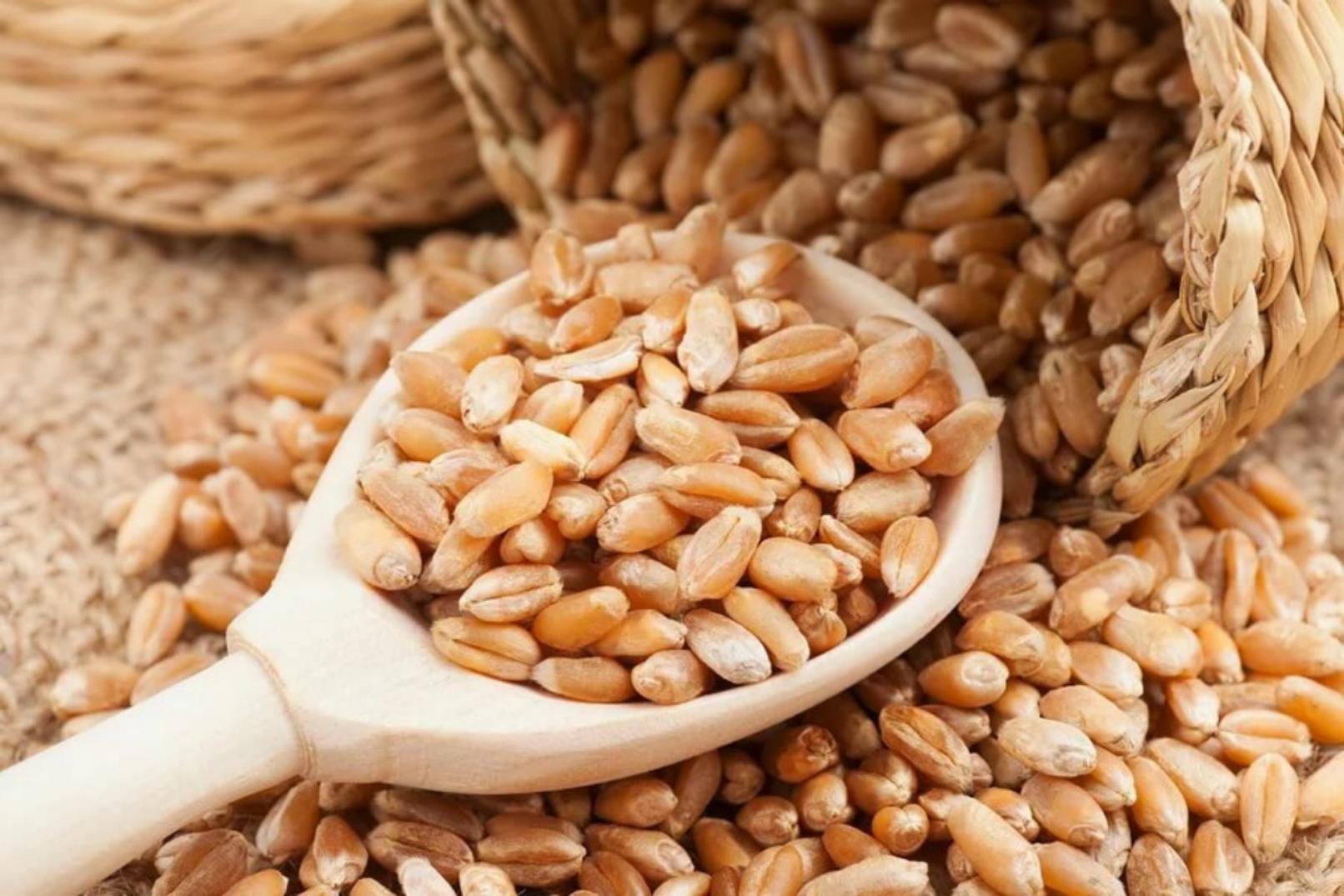 Замените пшеничные зерна. Зерно. Пшеница. Пшеница продовольственная. Пшеничное зерно.